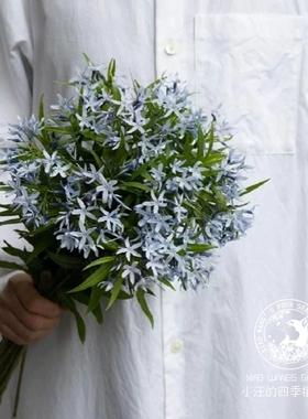 水甘草暴风云 淡蓝色花朵 多年生宿根草本花园盆栽鲜切花耐热耐寒