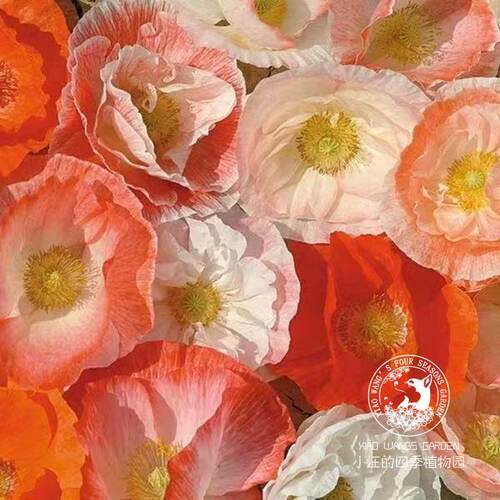 虞美人坠入爱河耐寒春夏开花盆栽