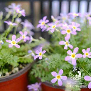 安徽羽叶报春 春季开花多年生草本植物 庭院花园盆栽植物花卉花苗