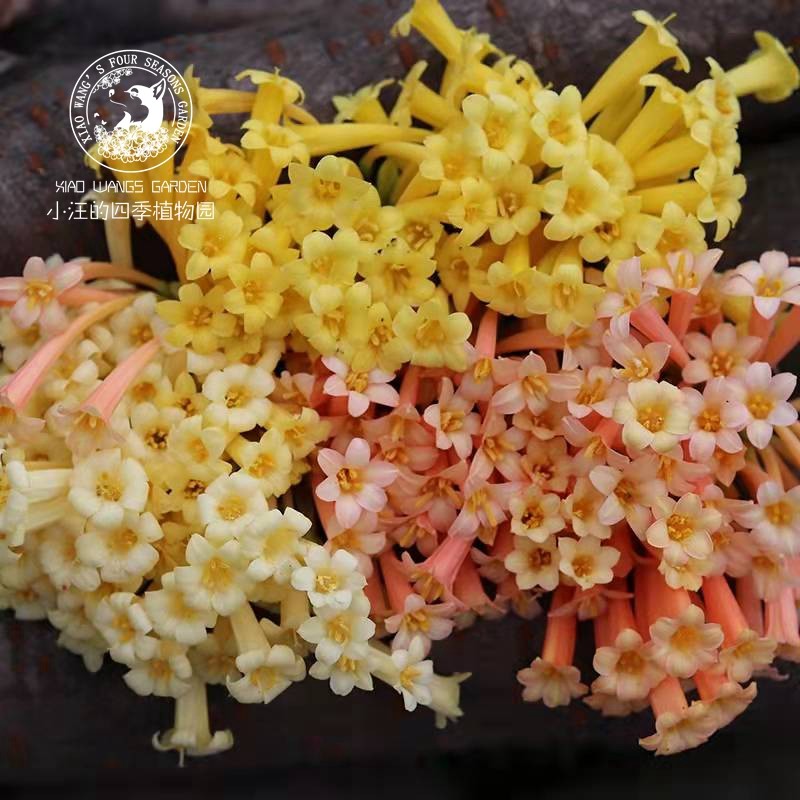 垂筒花 鲑鱼粉 多年生球根植物 切花插花材料 组合盆栽 秋冬开花,鲜花速递/花卉仿真/绿植园艺,时令草本花卉,淘宝优惠券,粉丝福利购,淘宝优惠卷