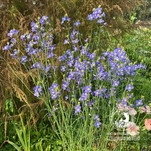艳日喜光芥 日冠花 时令草本 蓝色精灵 花园花镜盆栽植物花卉苗
