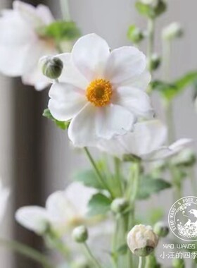 宿根银莲花白色天使亨利王子耐寒
