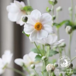 宿根银莲花 秋牡丹 野棉花 多年生宿根耐寒耐热秋季开花盆栽 植物