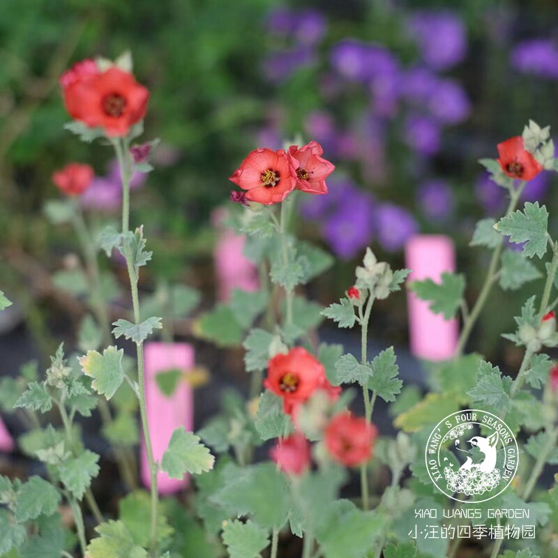 进口新品 银叶小木槿银河之星 多年生耐热耐寒四季开花盆栽植物苗