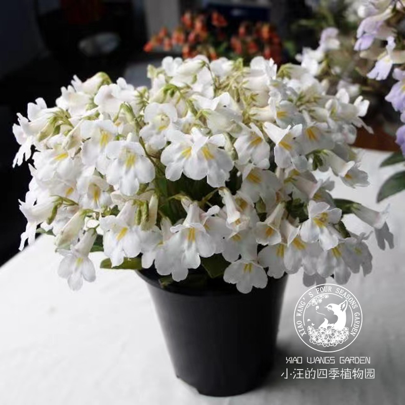 白色皮草雪天使 粉皮草 春季开花 多年生耐热 室内阳台盆栽植物苗