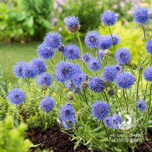 伤愈草蓝色闪光灯 岩石花园花镜盆栽花苗 春夏开花多年生草本植物