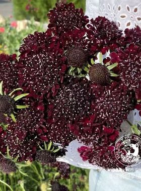 新品松虫草轮蜂菊 蓝盆花 宝塔系列 耐寒草本植物 庭院花园盆栽苗