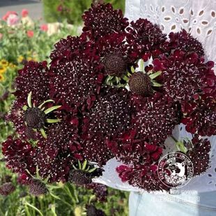 新品松虫草轮蜂菊 蓝盆花 宝塔系列 耐寒草本植物 庭院花园盆栽苗