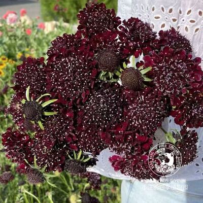 新品松虫草轮蜂菊蓝盆花耐寒盆栽