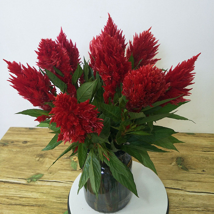 多头凤尾鲜花南昆明斗南基地直供云每周一花水养家用上海同城速递