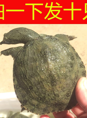 外塘淡水小甲鱼苗易活水鱼苗王八