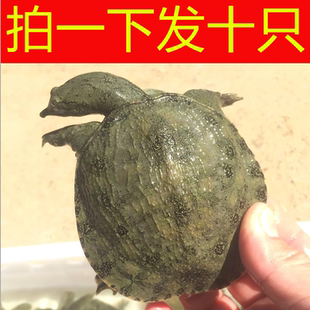 10只10元 甲魚(yú)苗外塘淡水小甲魚(yú)苗王八苗水魚(yú)苗團(tuán)魚(yú)苗龍魚(yú)飼料包活
