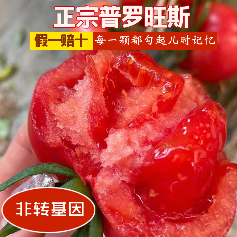 陕西泾阳普罗旺斯西红柿沙瓤爆汁新鲜现摘现发可以生吃的水果番茄