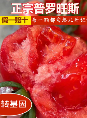 陕西沙瓤普罗旺斯西红柿现摘现发