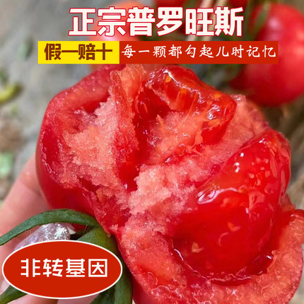陕西泾阳普罗旺斯西红柿沙瓤爆汁新鲜现摘现发可以生吃的水果番茄
