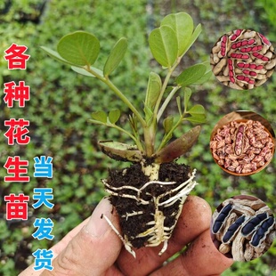 春季高产花生苗原种七彩花生秧苗大白沙红衣四粒红优质黑花生幼苗