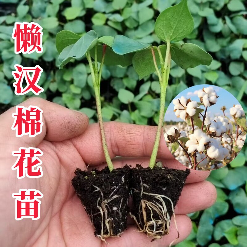 懒汉五瓣棉花苗高产新疆棉花苗子长绒棉籽种懒人棉花种苗带土发货