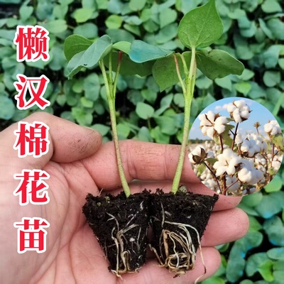 懒汉棉花苗秧苗带土四季播种