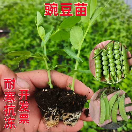 四季豌豆苗带土发货荷兰豆秧苗子