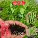 冬季 种植大夹荷兰豆苗蔬菜苗 耐寒豌豆苗秧苗带土发货豌豆尖苗四季