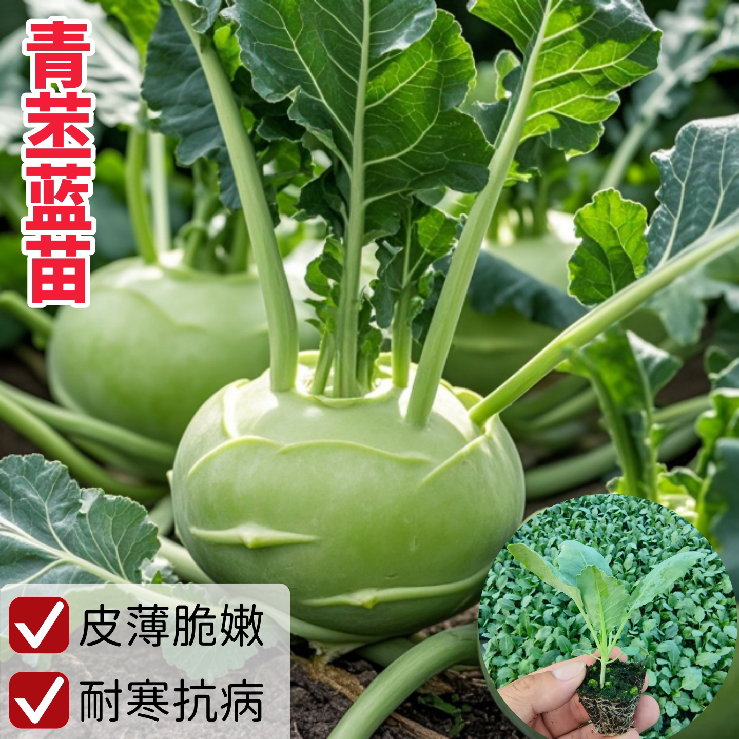 高产青蓝苗秧苗耐寒蔬菜苗带土发图片