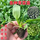 四季 小青菜苗盆栽蔬菜秧苗苏州青上海青种籽大白菜娃娃菜西蓝花菜