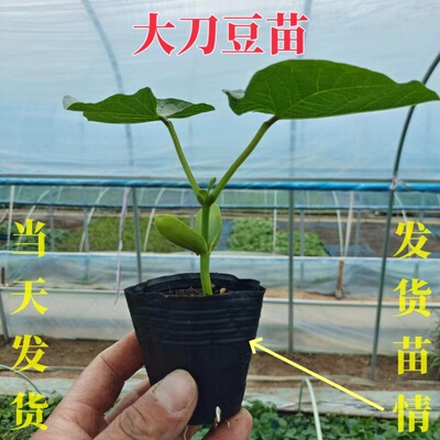 春季高产大刀豆苗霸王大刀豆种子