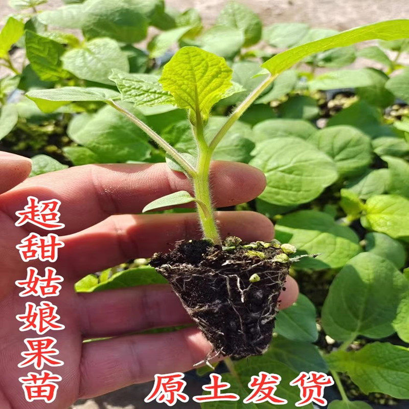 超甜姑娘果苗东北菇娘秧苗灯笼果种子盆栽大黄水果菇娘果籽蔬菜苗