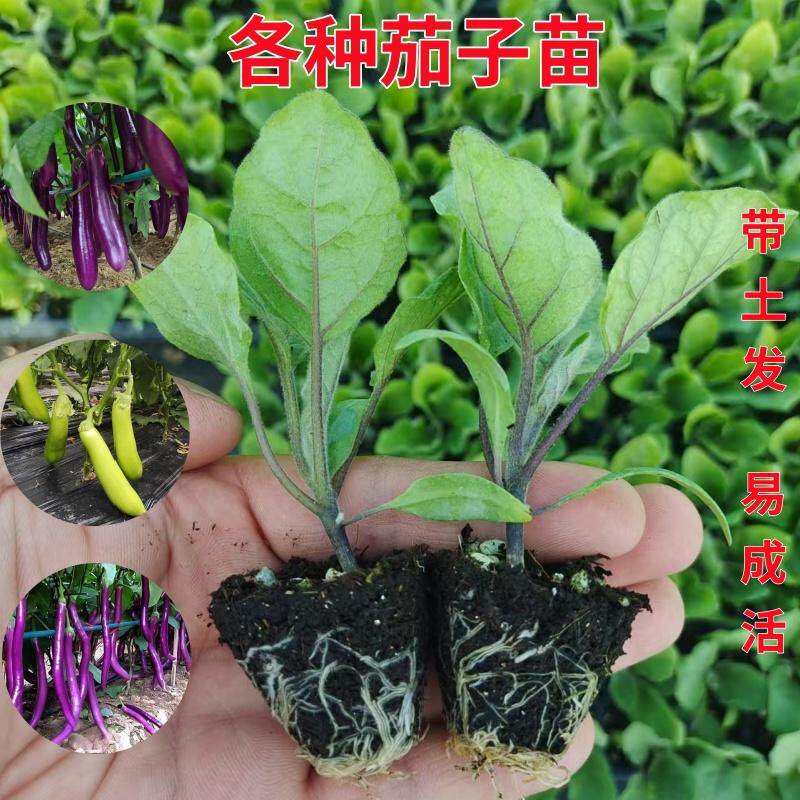 四季茄子苗杭茄一号紫皮绿肉长茄子苗秧苗盆栽高产黑圆茄蔬菜苗