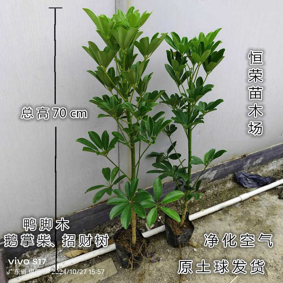 八方来财造型鸭脚木客厅大盆栽