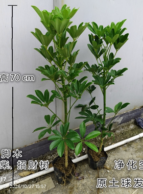 八方来财造型鸭脚木客厅大盆栽