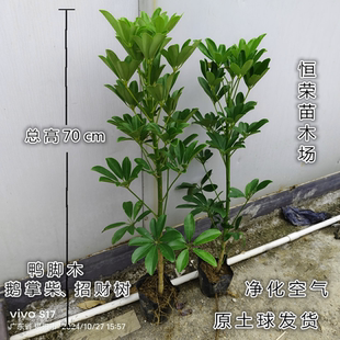 大型客厅鸭脚木盆栽办公室招财树绿植花卉八方来财鸭掌木四季常青