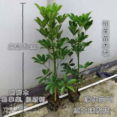 八方来财造型鸭脚木客厅大盆栽