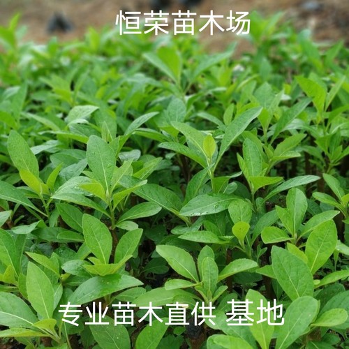 正宗南非叶苗将军叶扁桃斑鸠菊阳台庭院绿植花卉盆栽植物原土发货
