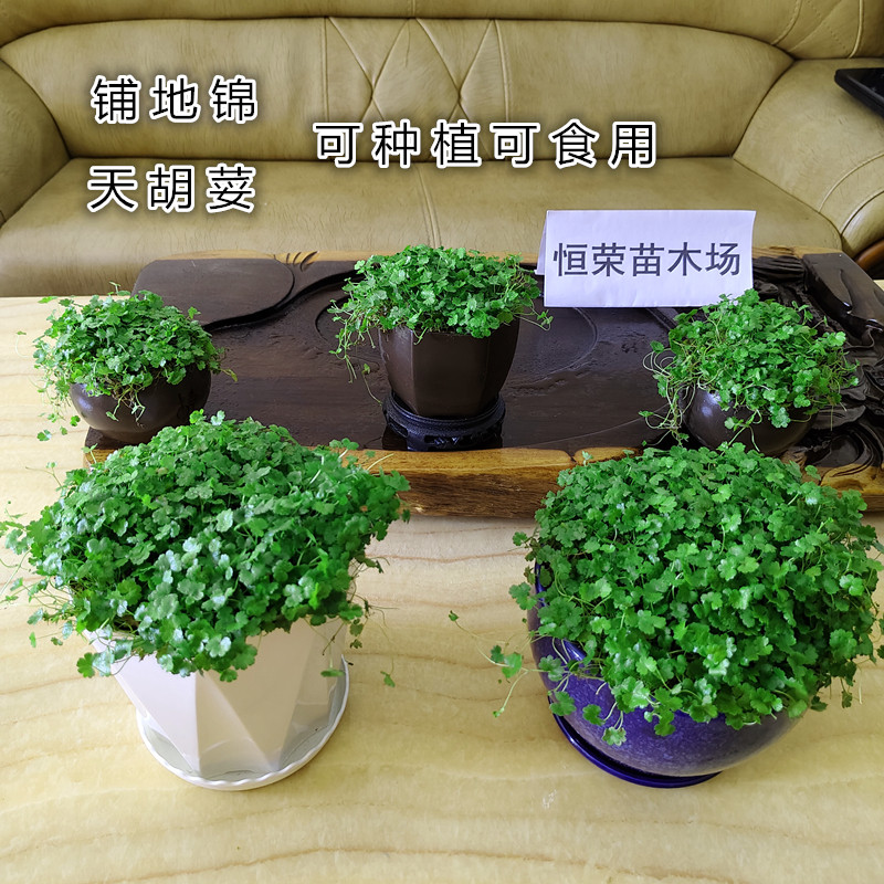 铺地锦苗天胡荽苗土地锦苗破铜钱草步地锦潮汕青草苗可种植可食用