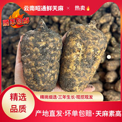 【山货新鲜天麻】云南昭通小草坝天麻仿野生顺丰产地直发炖鸡煲汤