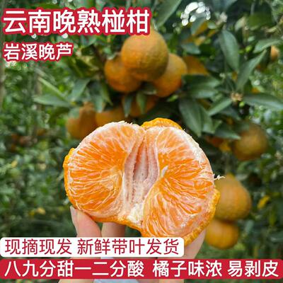 云南大理宾川晚熟椪柑新鲜碰柑应季晚芦橘子芦柑孕妇水果酸甜桔子
