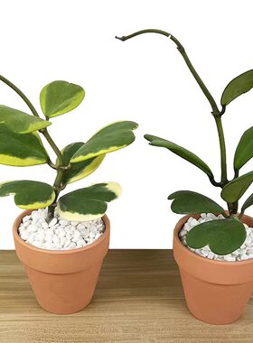 抖音网红情人心叶球兰心型叶片老桩爬藤植物垂吊兰多肉盆栽四季好