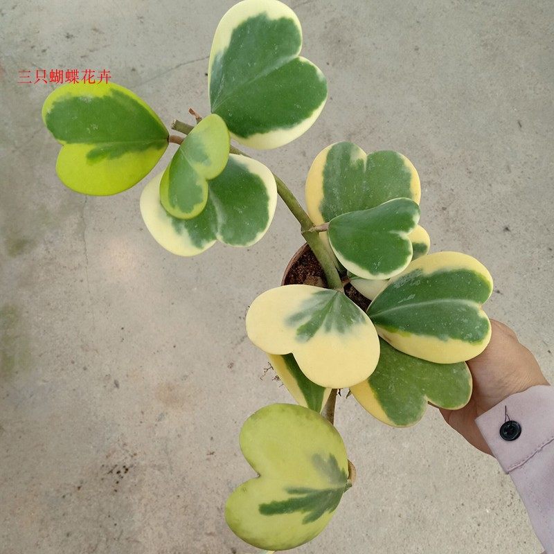 观花植物垂吊爬藤易活心叶球兰