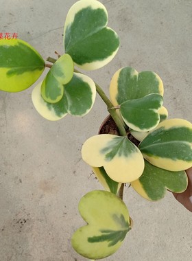 心性球兰爬藤心叶球兰锦观花植物垂吊绿叶爬藤萝摩科易养易活