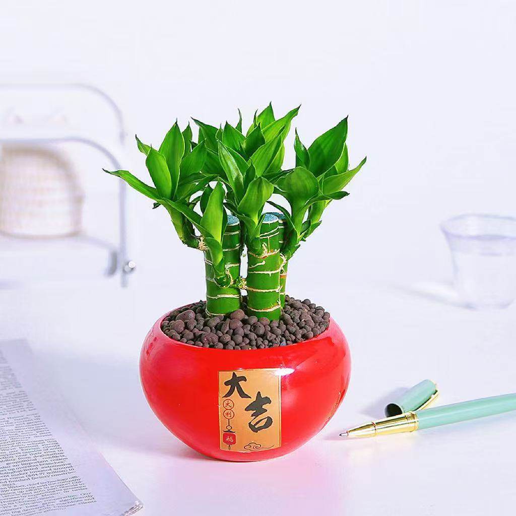 4支文昌竹【金榜题名】富贵竹水培植物水养粗杆客厅绿植土培盆栽