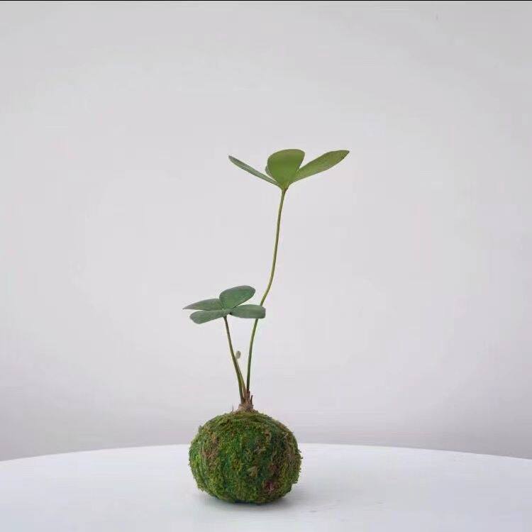 墨西哥铁苔藓球/二叶四叶草幸运草北欧风室内迷你植物办公室随机,鲜花速递/花卉仿真/绿植园艺,绿植,淘宝优惠券,粉丝福利购,淘宝优惠卷