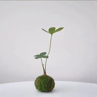 墨西哥铁苔藓球 二叶四叶草幸运草北欧风室内迷你植物办公室随机