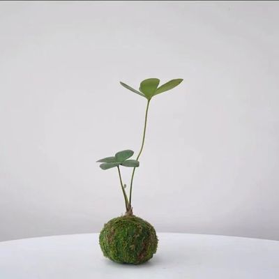 墨西哥铁苔藓球/二叶四叶草幸运草北欧风室内迷你植物办公室随机