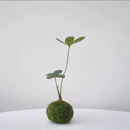 墨西哥铁苔藓球/二叶四叶草幸运草北欧风室内迷你植物办公室随机