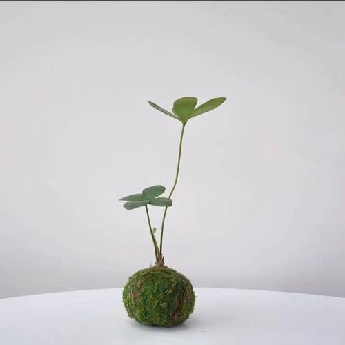 墨西哥铁苔藓球/二叶四叶草幸运草北欧风室内迷你植物办公室随机