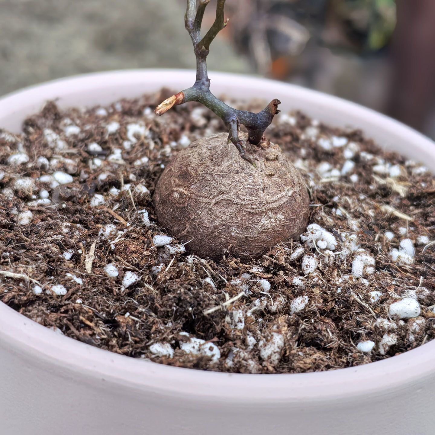 南非龟甲龙净化空气薯蓣科爬藤多肉植物盆栽阳台花卉园艺