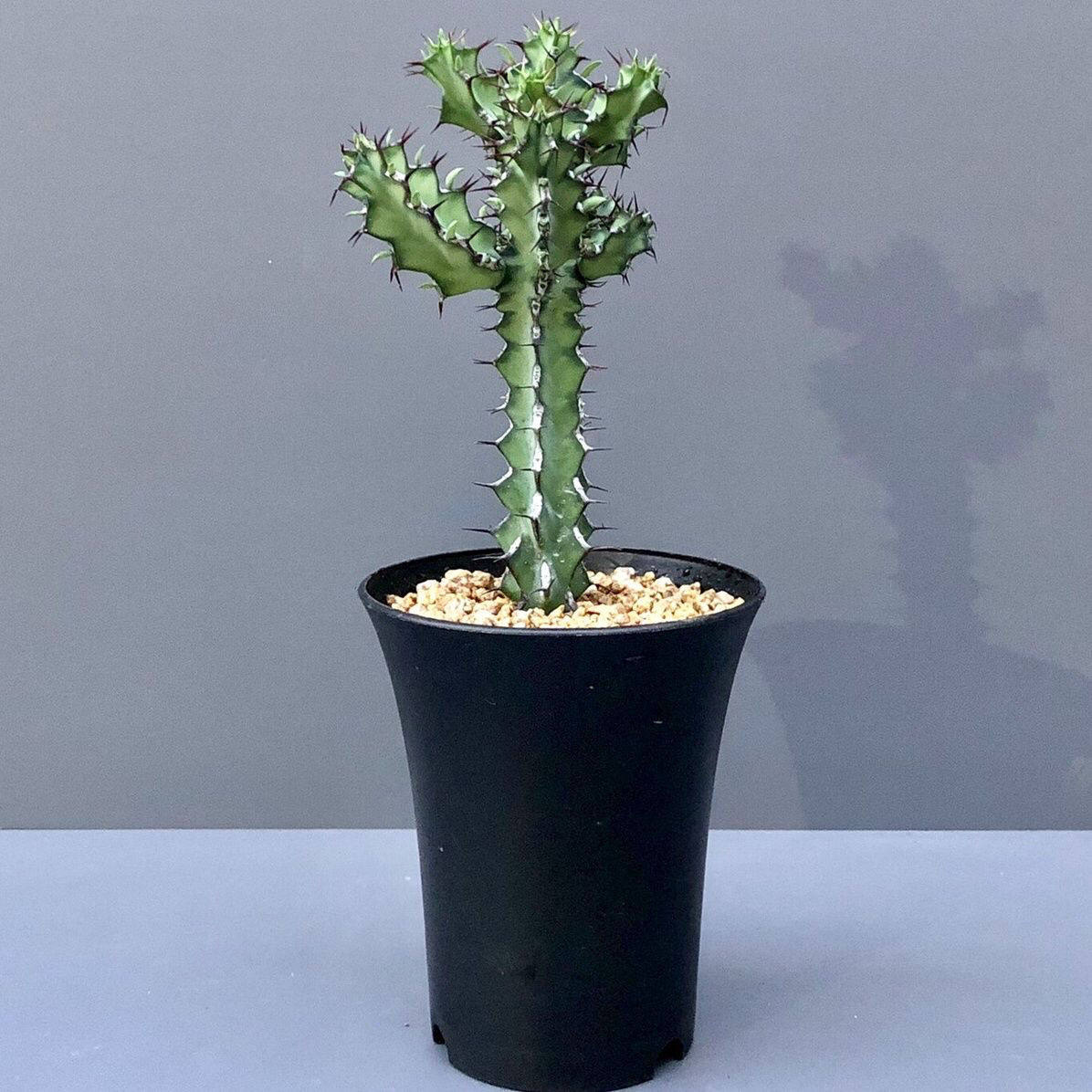 龙角 鬼角麒麟 稀有大戟科新品种 奇异植物多肉植物开黄花