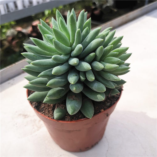 千佛手老桩超大玉珠莲千佛手8cm 仙人掌及多肉植物盆栽花卉