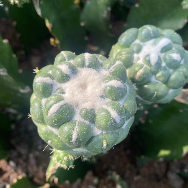 无刺象牙蜘蛛眼仙人球稀有品种长大退刺出雪顶绿植多肉植物防辐射